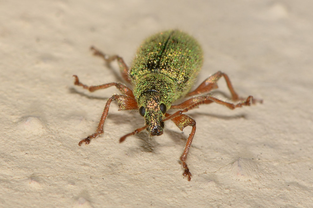 Curculionidae:  Phyllobius argentatus?  No, Phyllobius etruscus